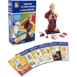 Hello Maestro Buste anatomie - Découvre le corps humain - UPYAA