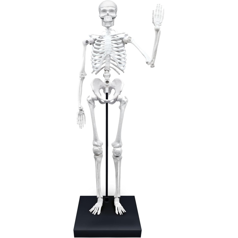 Squelette 85 cm - BUKI