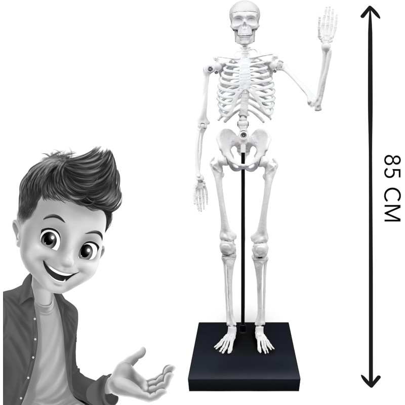 Squelette 85 cm - BUKI