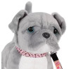Chien Pitbull - OUR GENERATION