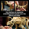 Fossiles de dinosaure Triceratops 77985 - LEGO® Jurassic World - LEGO®